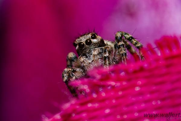 V-Signed Jumping Spider (Vinkelhoppspindel)