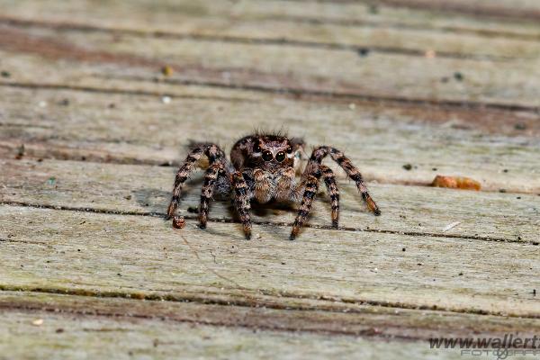 V-Signed Jumping Spider (Vinkelhoppspindel)