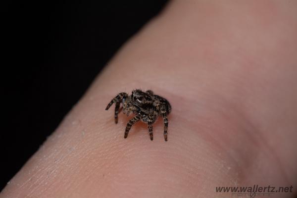 V-Signed Jumping Spider (Vinkelhoppspindel)