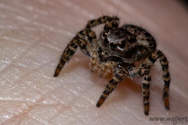 V-Signed Jumping Spider (Vinkelhoppspindel)