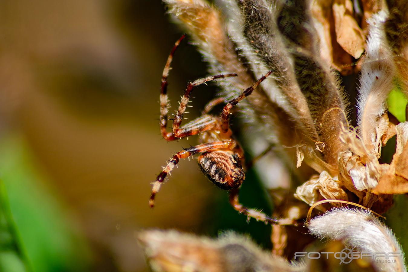 European garden spider (Korsspindel)