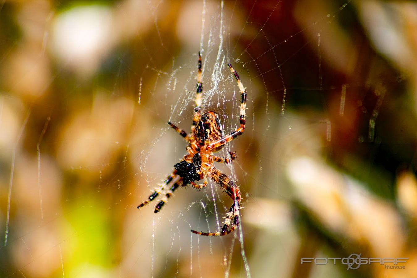 European garden spider (Korsspindel)