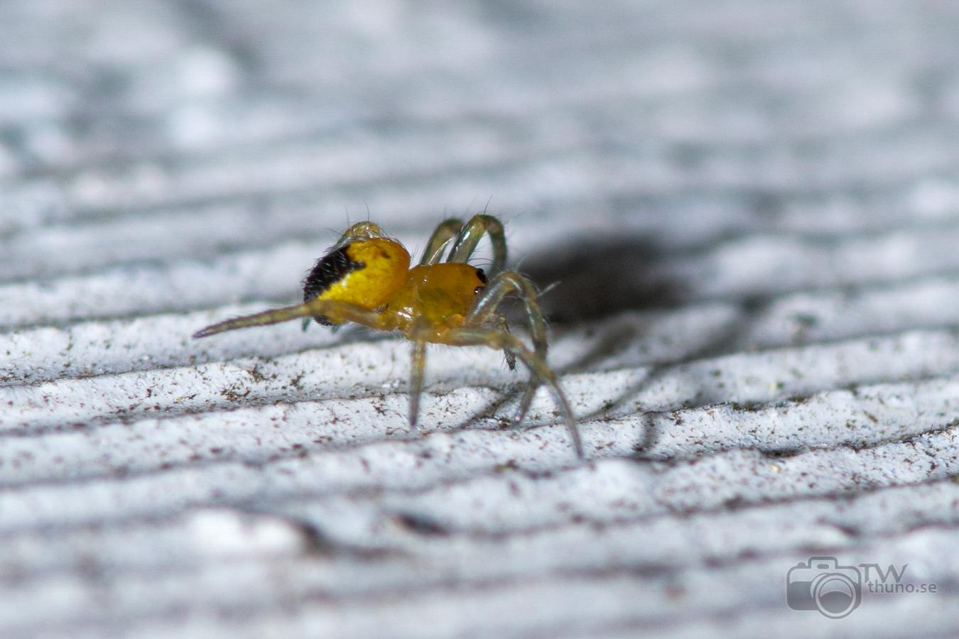 European garden spider (Korsspindel)