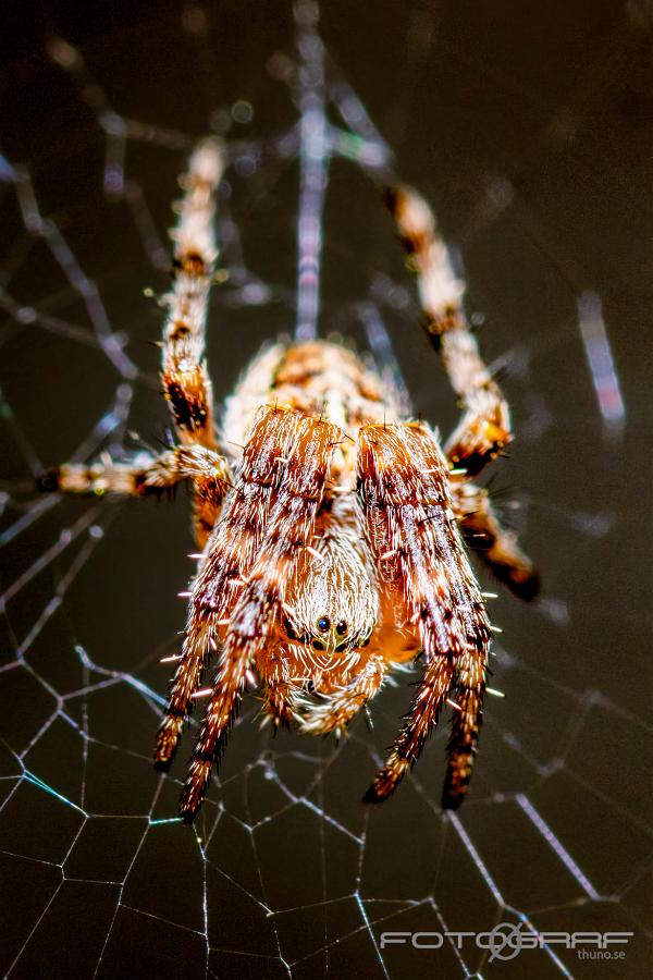 European garden spider (Korsspindel)