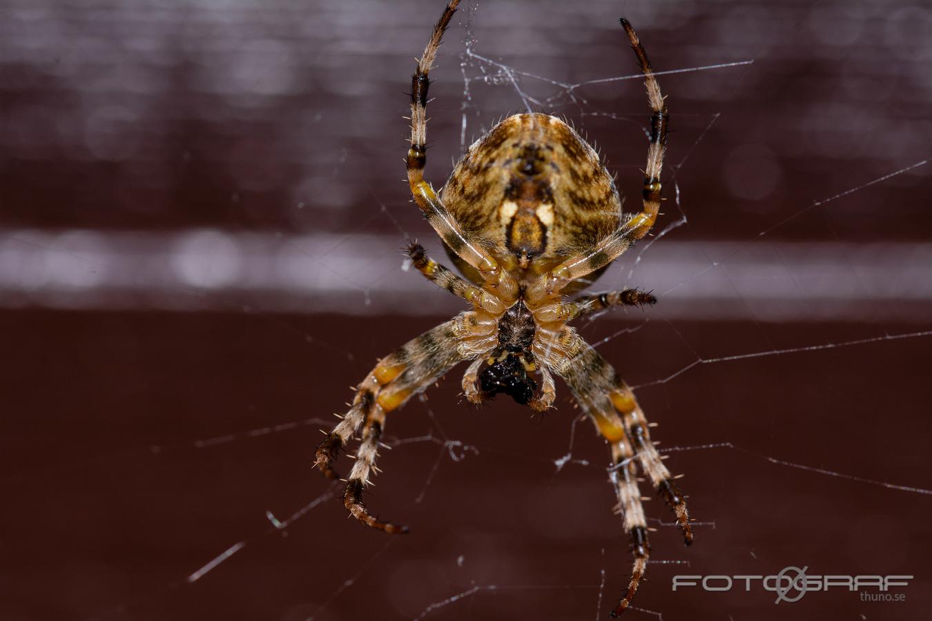 European garden spider (Korsspindel)