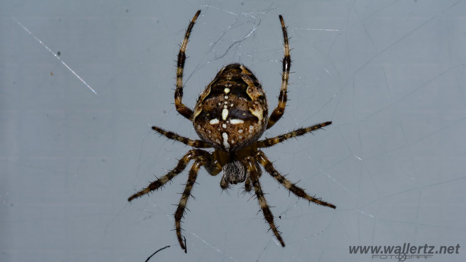 European garden spider (Korsspindel)