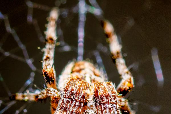 European garden spider (Korsspindel)