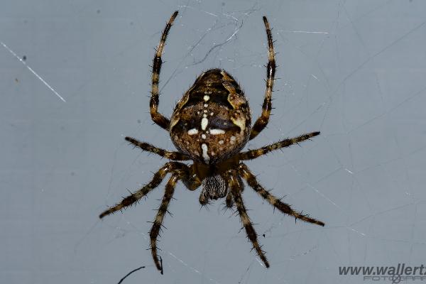 European garden spider (Korsspindel)