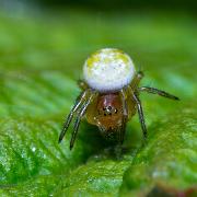 Cucumber Green spider (Gurkspindel)