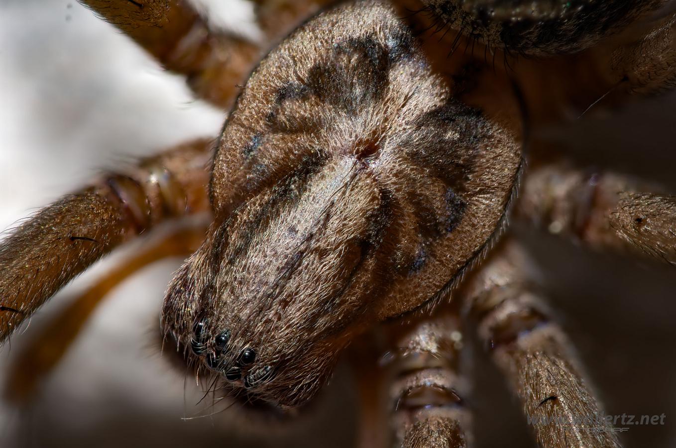 Giant house spider (Större husspindel) Eratigena atrica