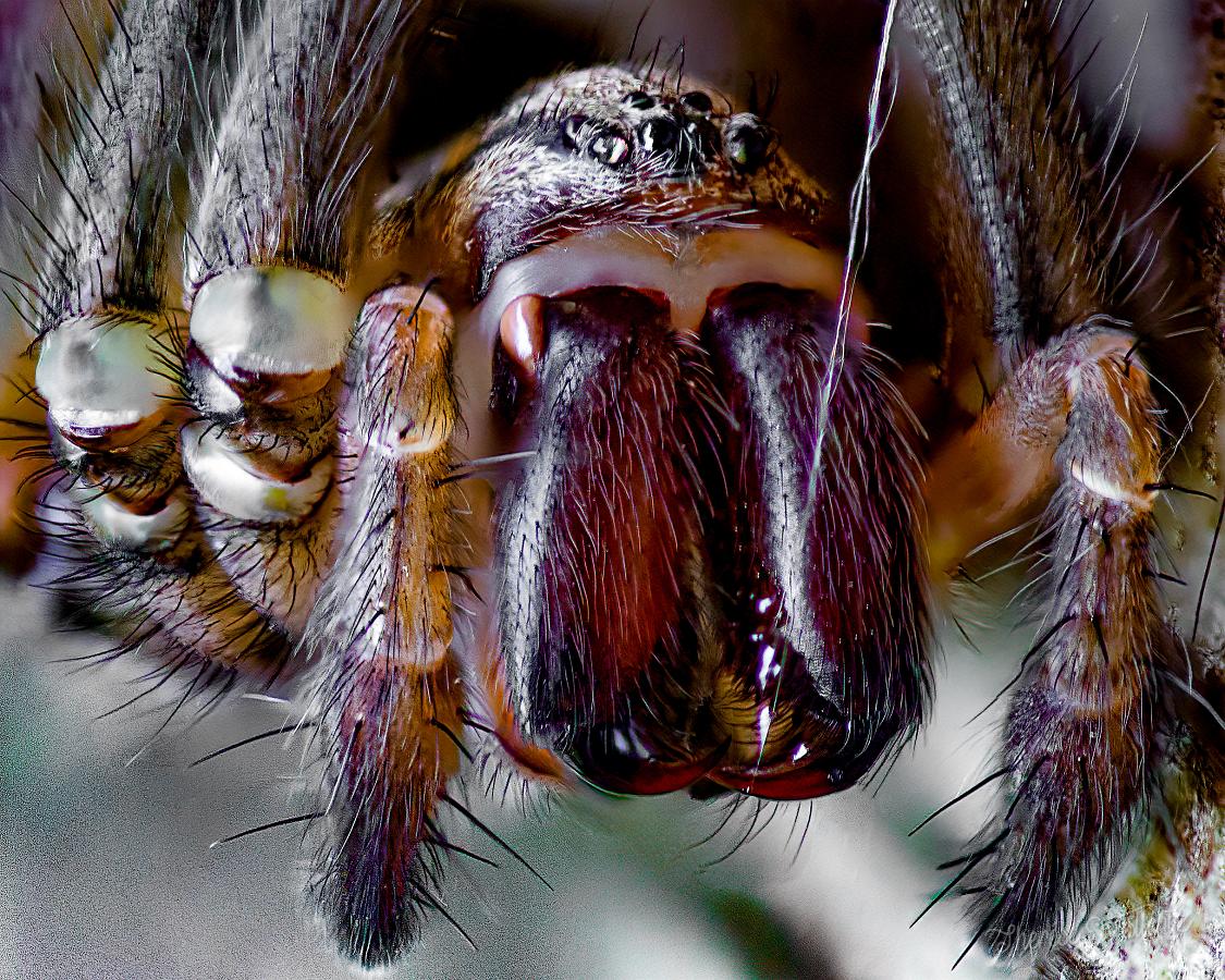 Giant house spider (Större husspindel) Eratigena atrica