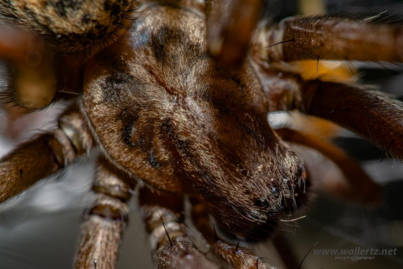 Giant house spider (Större husspindel)