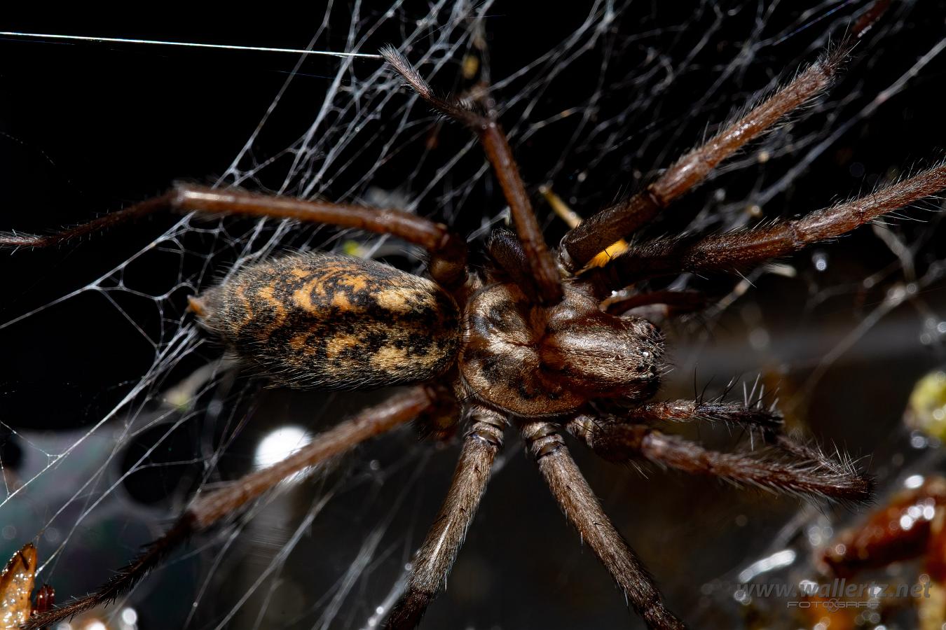 Giant house spider (Större husspindel) Eratigena atrica