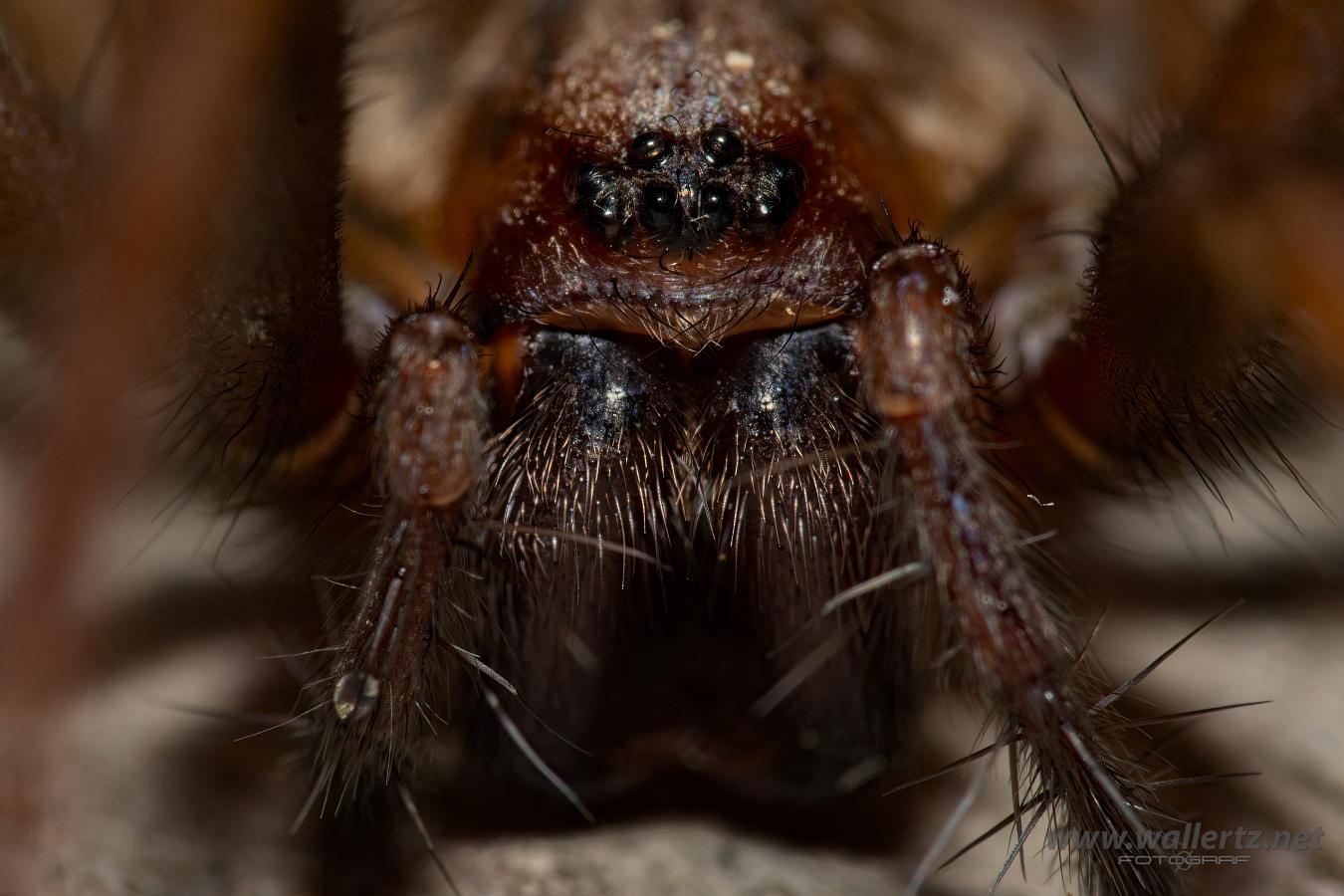 Giant house spider (Större husspindel) Eratigena atrica