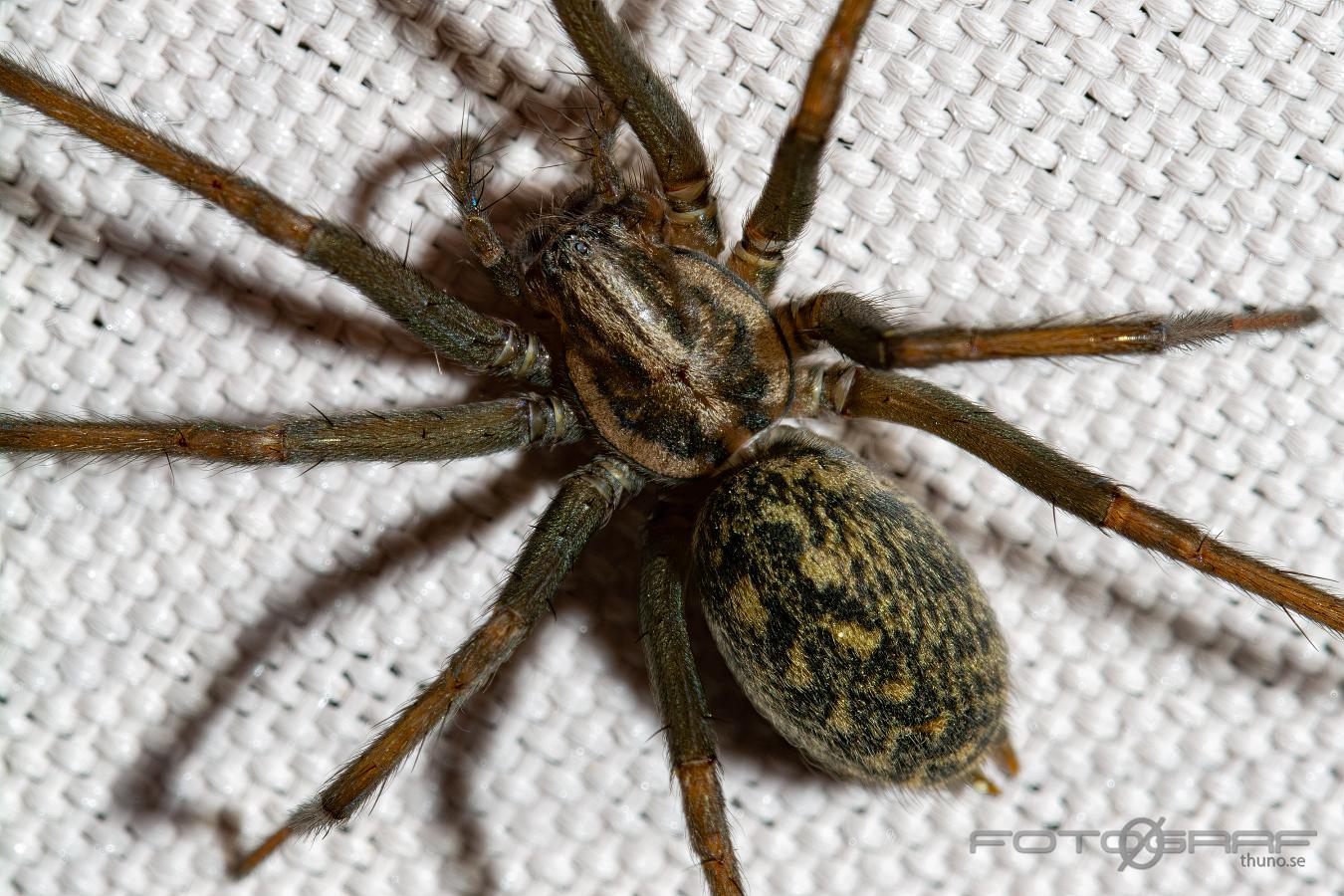 The giant house spider (Större husspindel) Eratigena atrica