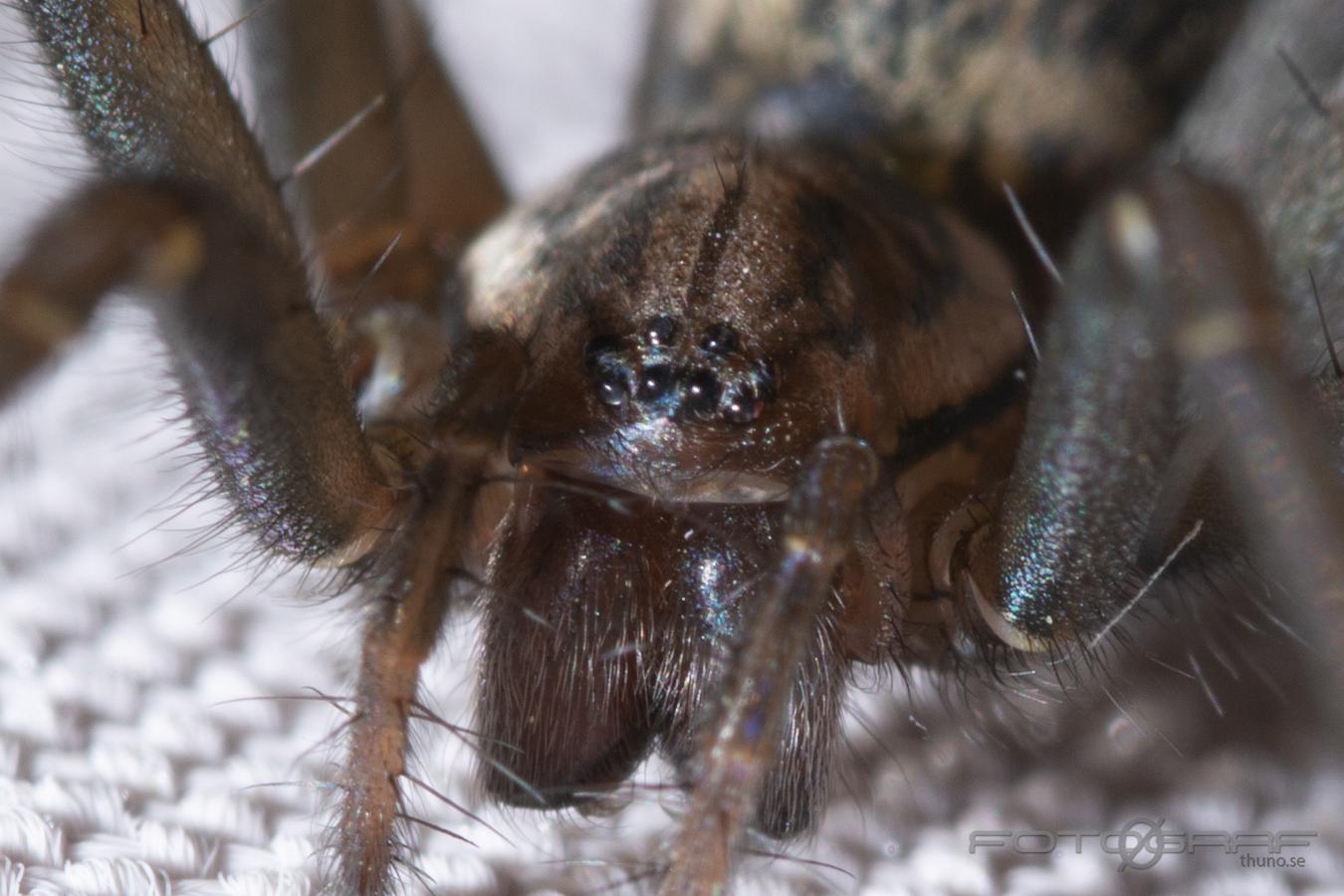 The giant house spider (Större husspindel) Eratigena atrica