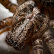 Giant house spider (Större husspindel)