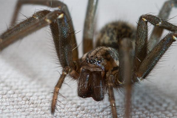 The giant house spider (Större husspindel)