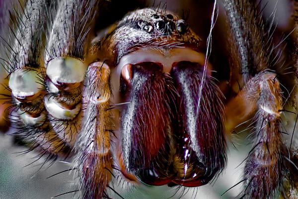 Giant house spider (Större husspindel)