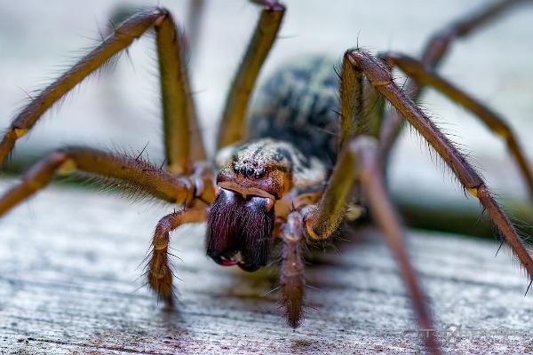 Giant house spider (Större husspindel)