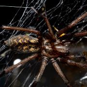 Giant house spider (Större husspindel)