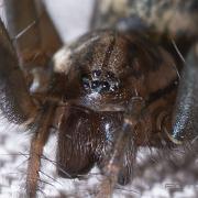 The giant house spider (Större husspindel)