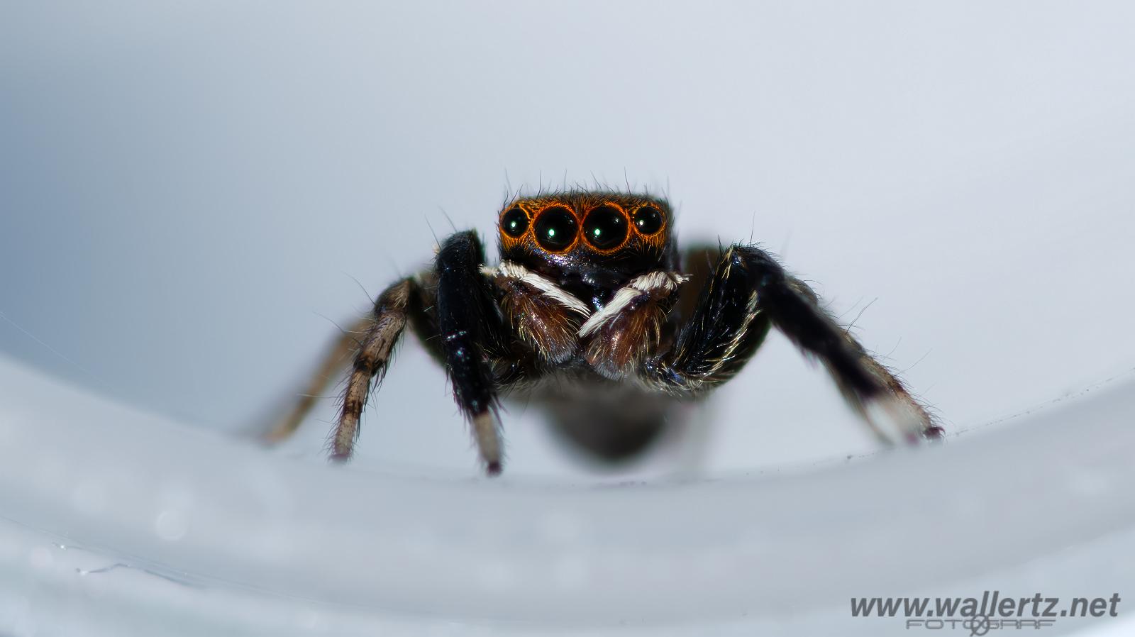 White-Palped jumping spider male (Signalhoppspindel hane)