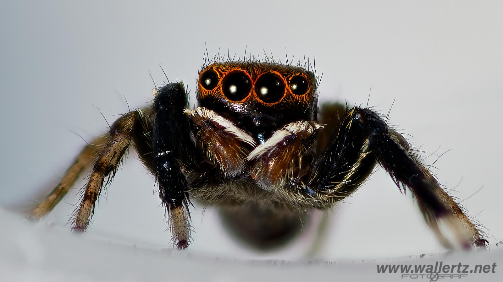 White-Palped jumping spider male (Signalhoppspindel hane)