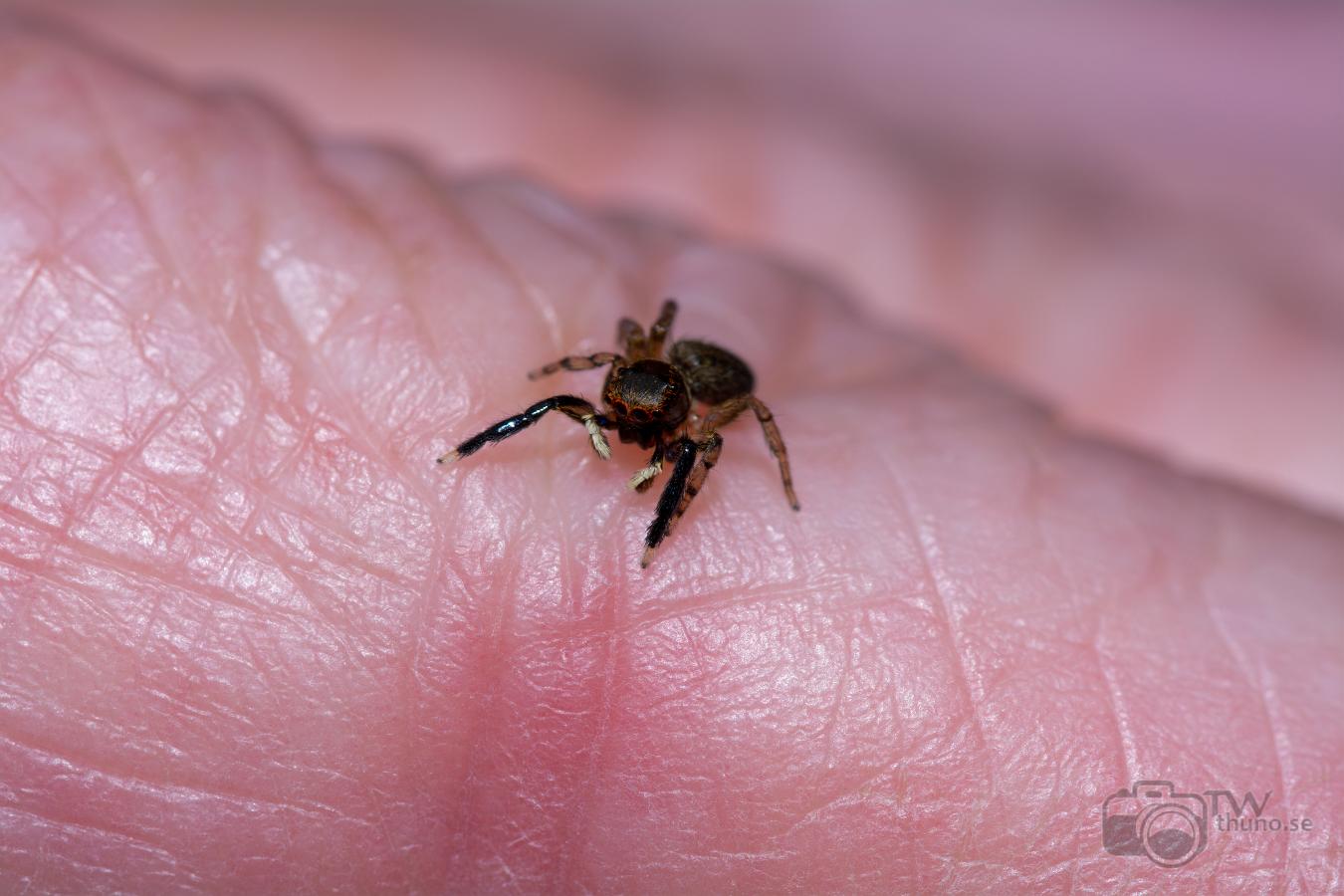 White-Palped jumping spider male (Signalhoppspindel hane)