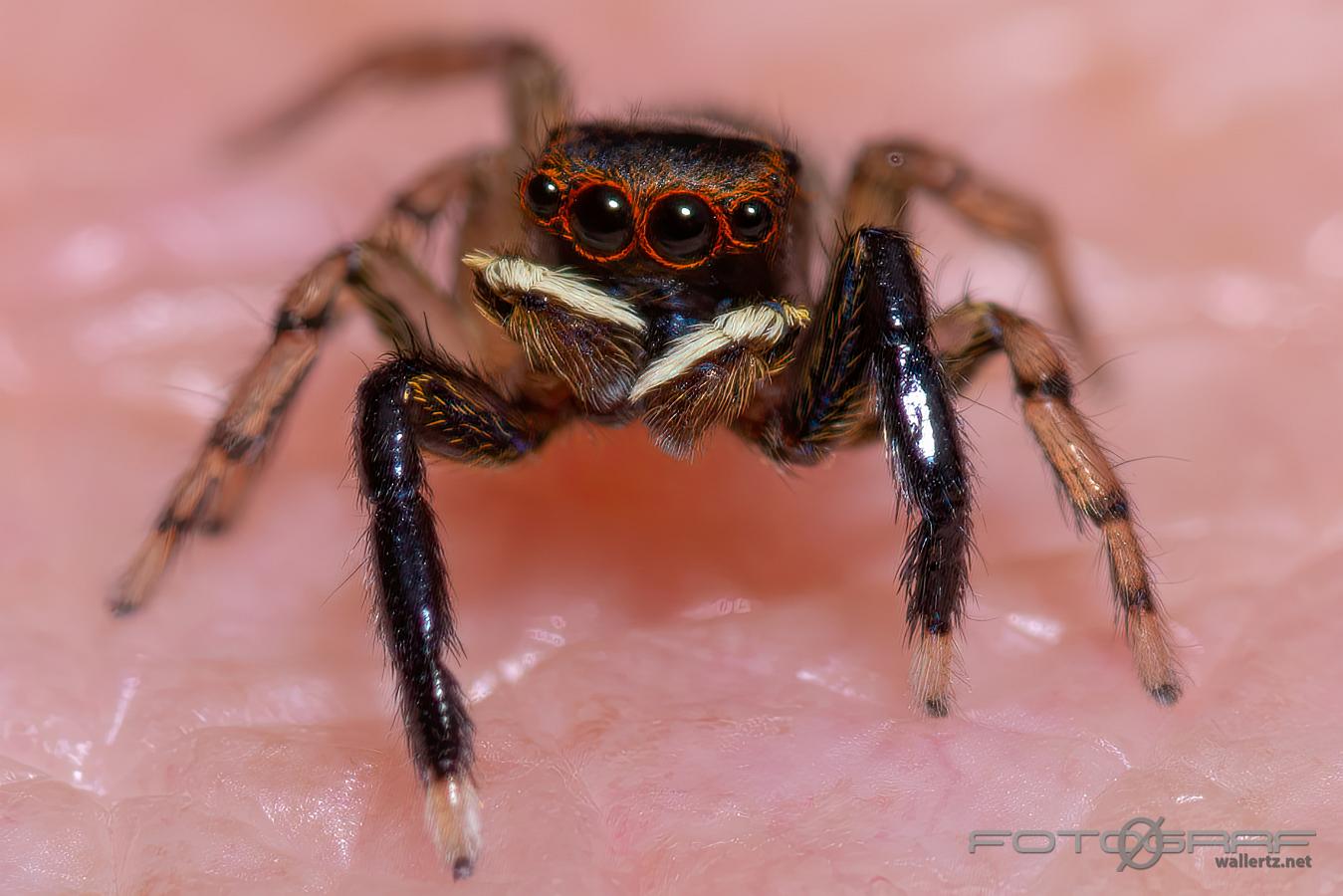 White-Palped jumping spider male (Signalhoppspindel hane)