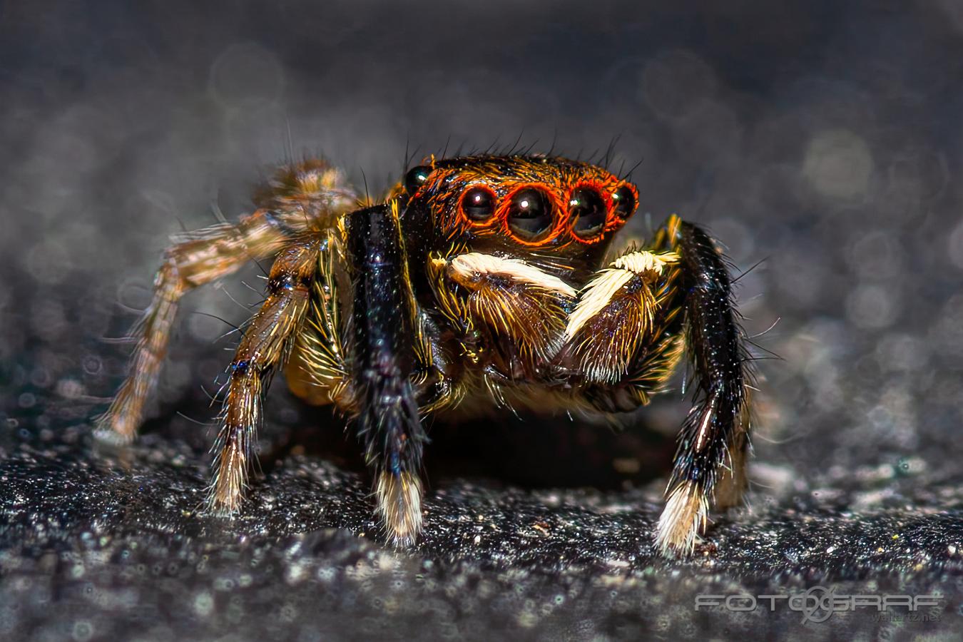 White-Palped jumping spider male (Signalhoppspindel hane)