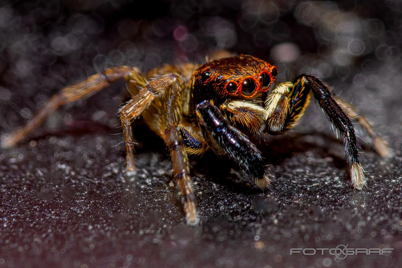 White-Palped jumping spider male (Signalhoppspindel hane)