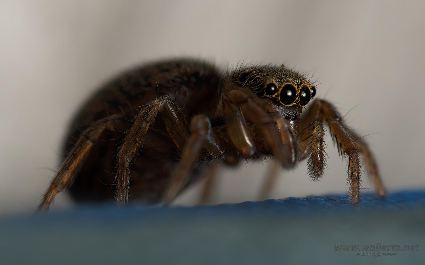 White-Palped jumping spider female (Signalhoppspindel hona)