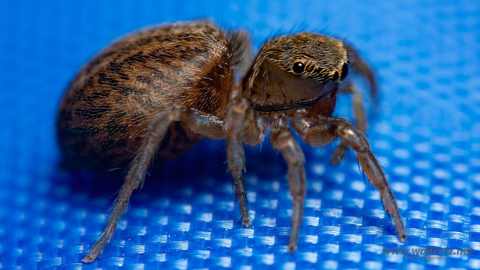 White-Palped jumping spider female (Signalhoppspindel hona)