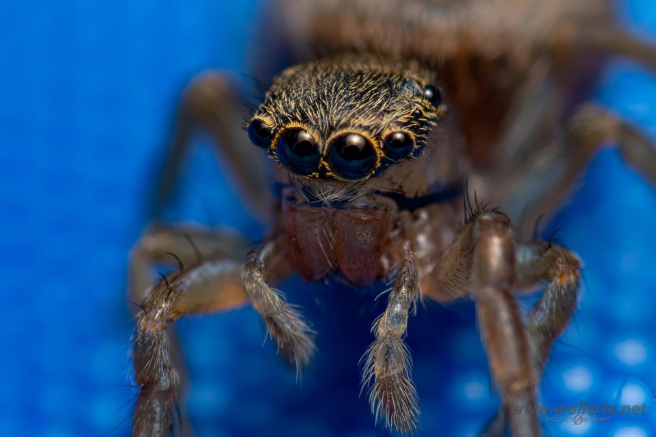 White-Palped jumping spider female (Signalhoppspindel hona)