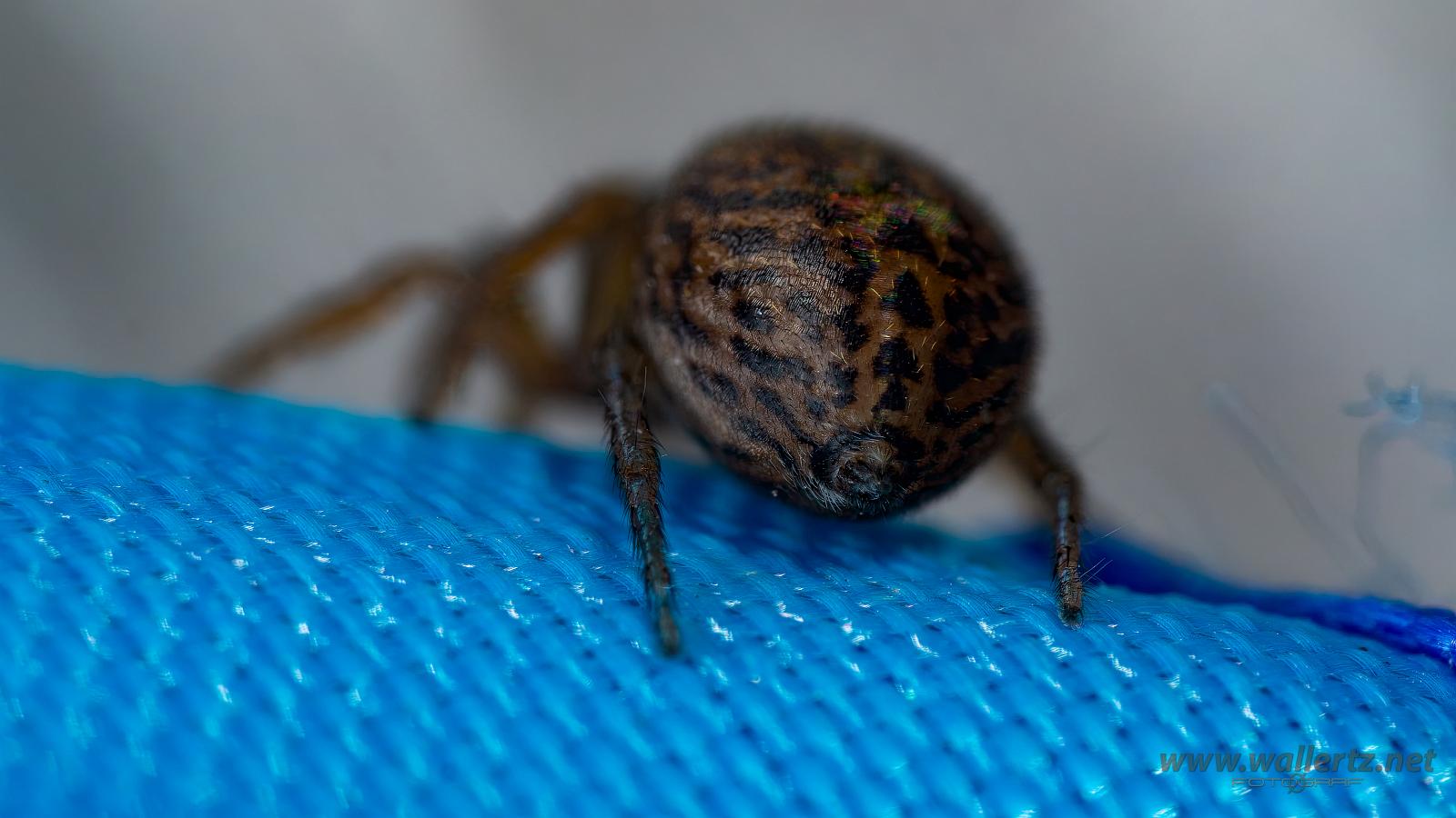 White-Palped jumping spider female (Signalhoppspindel hona)