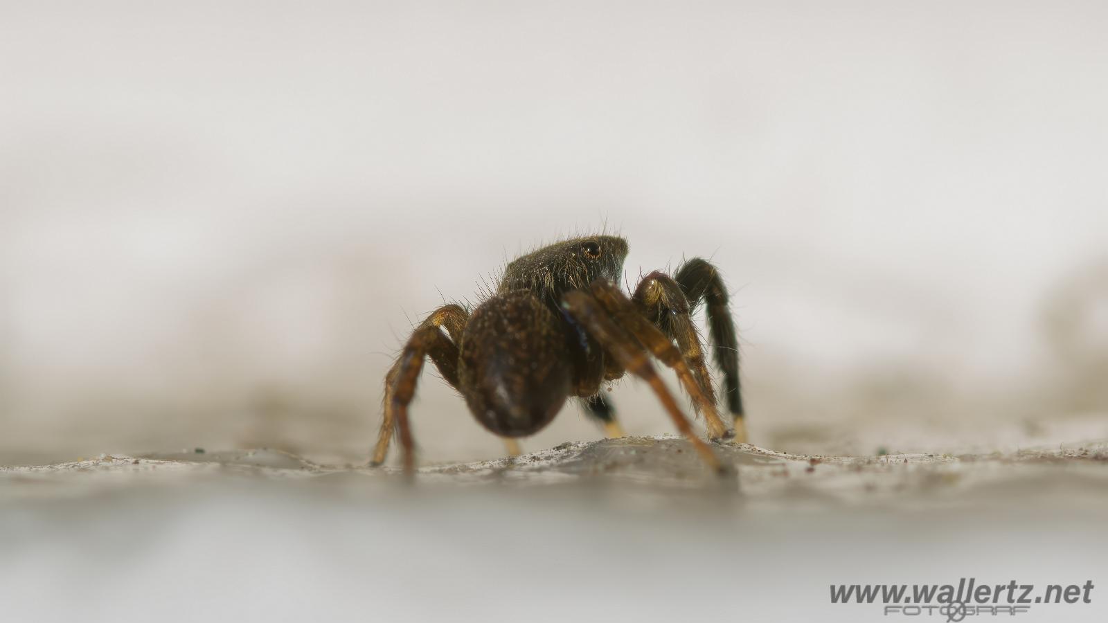 White-Palped jumping spider male (Signalhoppspindel hane)