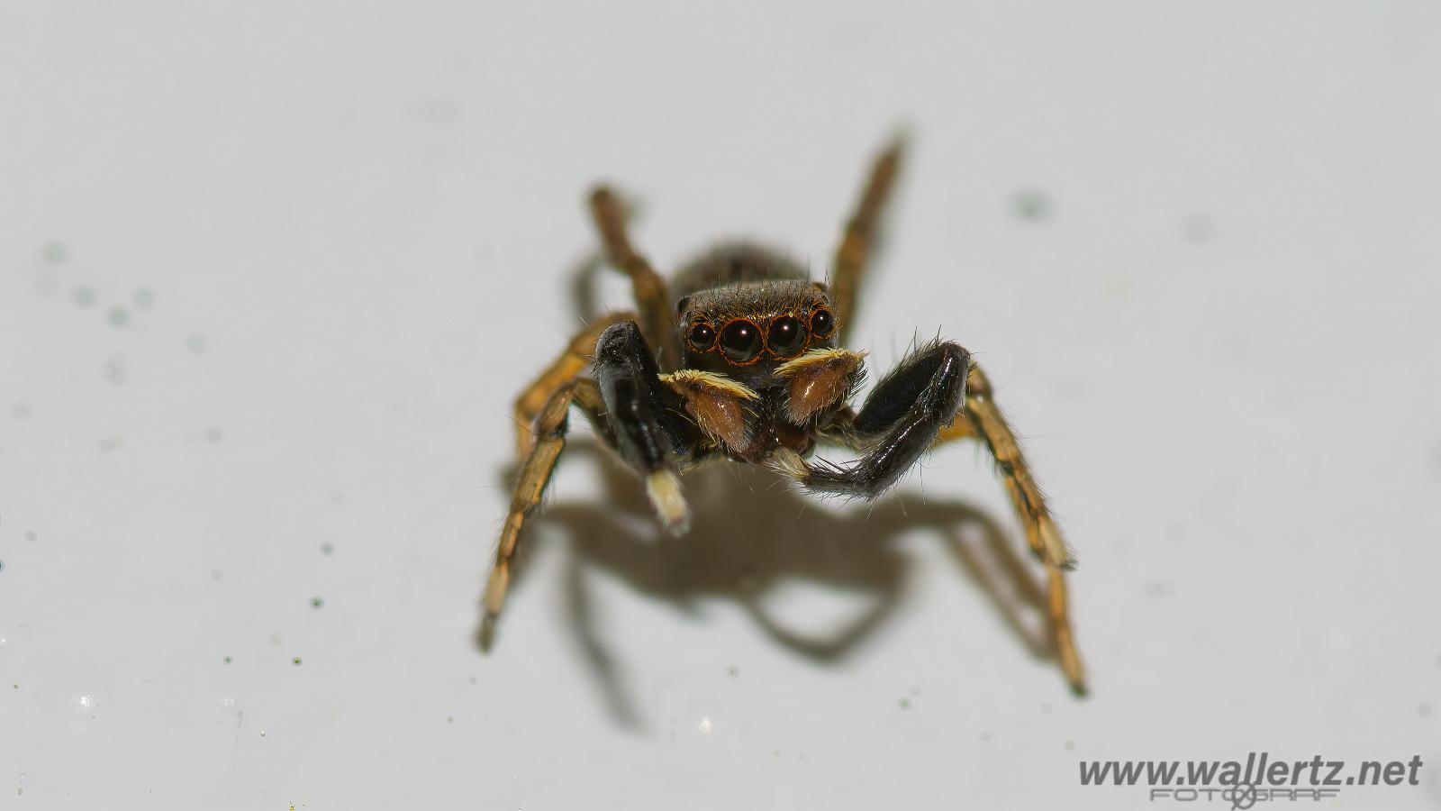 White-Palped jumping spider male (Signalhoppspindel hane)