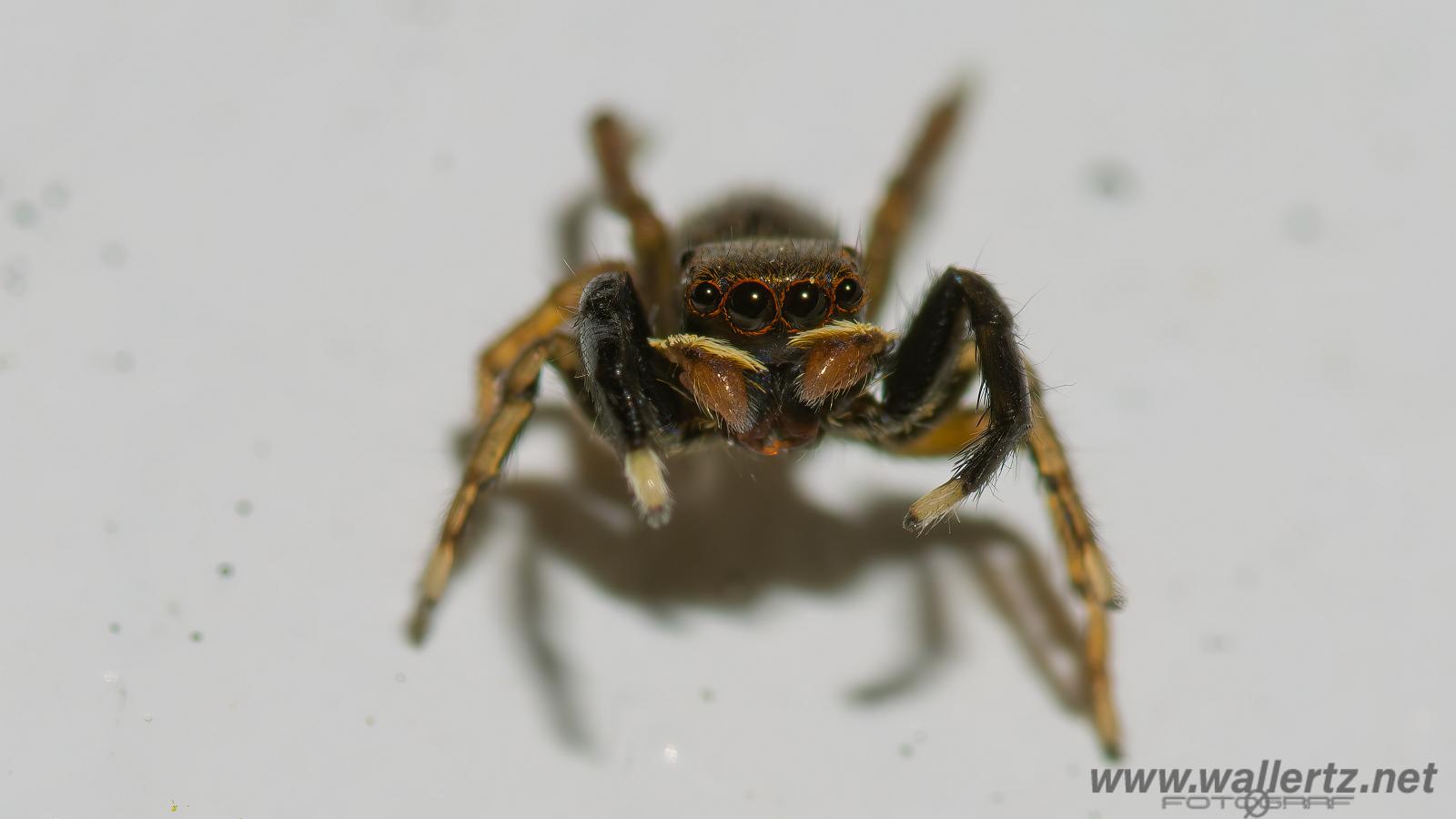 White-Palped jumping spider male (Signalhoppspindel hane)