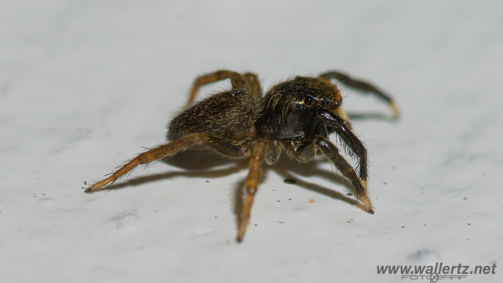 White-Palped jumping spider male (Signalhoppspindel hane)