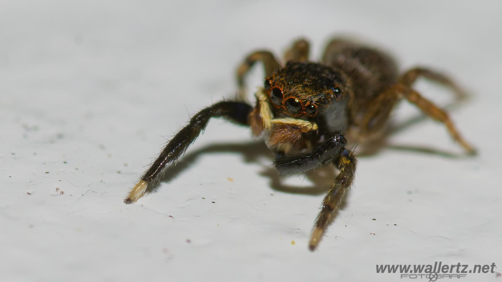 White-Palped jumping spider male (Signalhoppspindel hane)