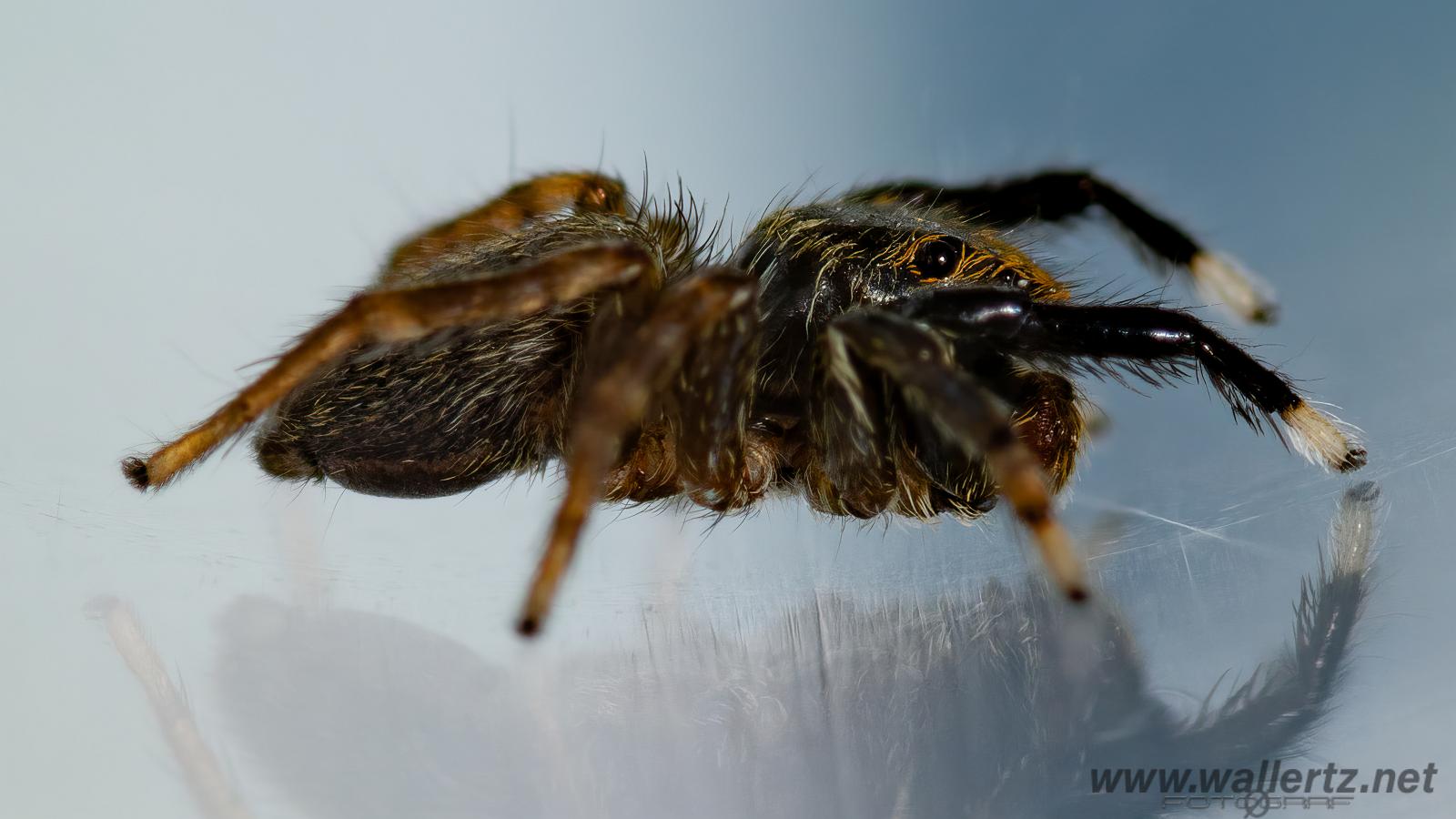 White-Palped jumping spider male (Signalhoppspindel hane)