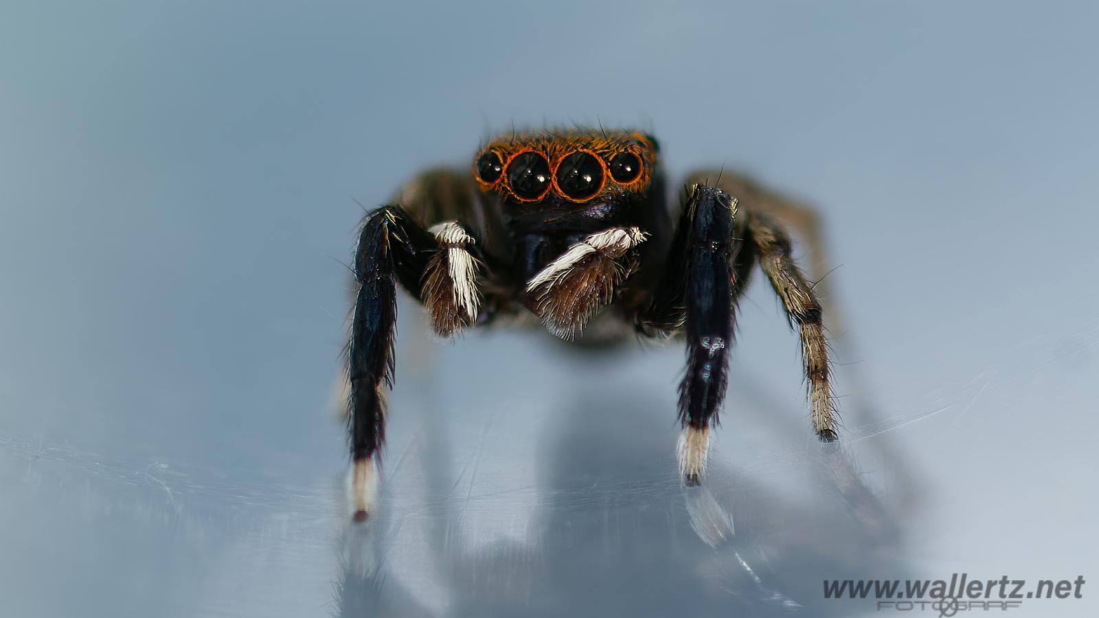 White-Palped jumping spider male (Signalhoppspindel hane)