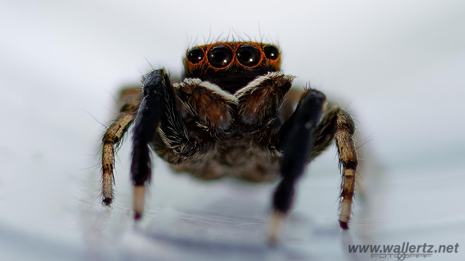 White-Palped jumping spider male (Signalhoppspindel hane)