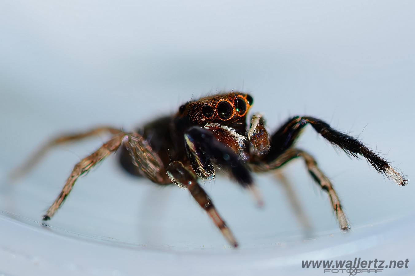 White-Palped jumping spider male (Signalhoppspindel hane)