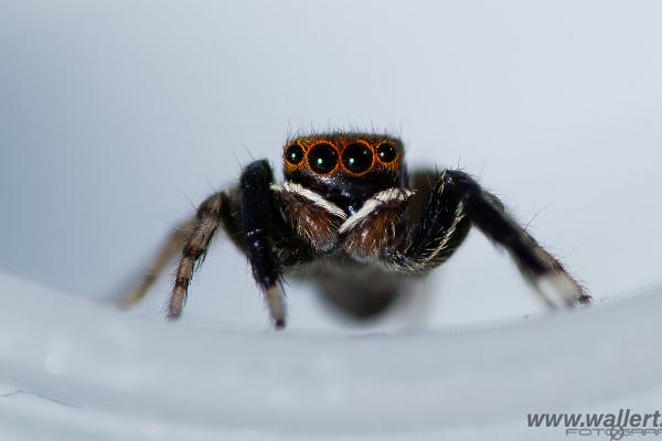 White-Palped jumping spider male (Signalhoppspindel hane)