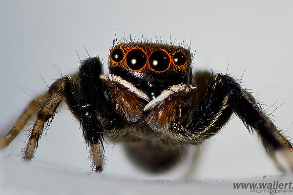 White-Palped jumping spider male (Signalhoppspindel hane)