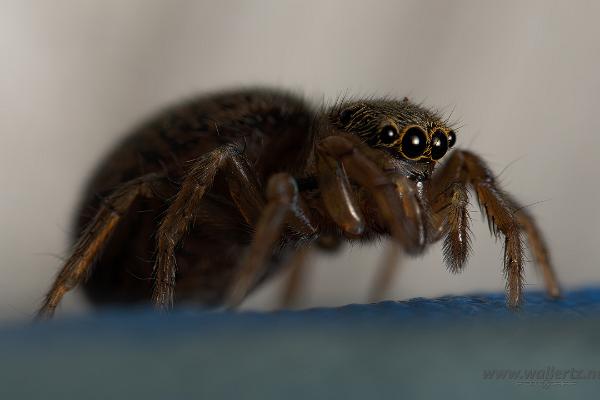 White-Palped jumping spider female (Signalhoppspindel hona)