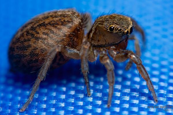 White-Palped jumping spider female (Signalhoppspindel hona)