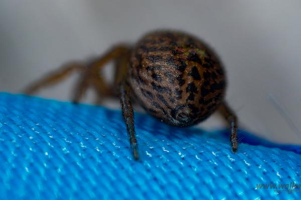 White-Palped jumping spider female (Signalhoppspindel hona)